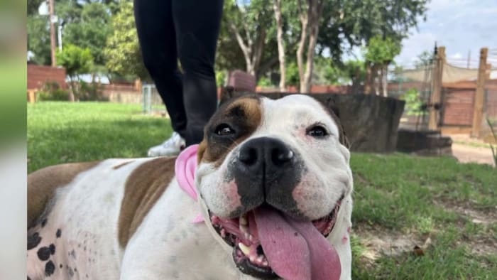 Meet Sophie, the pup with a heart full of love