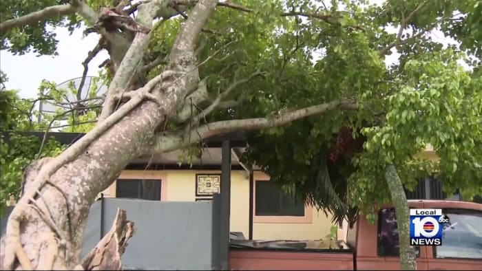 Afternoon storm snaps trees in South Florida