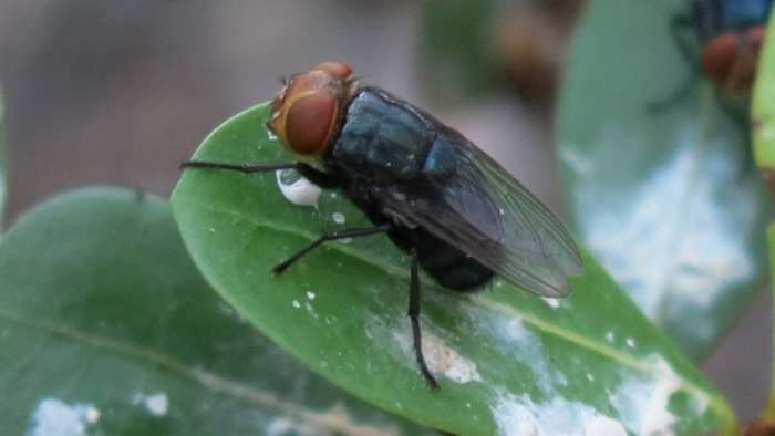 Flesh-eating flies pose huge threat to Florida, prompting border shutdown