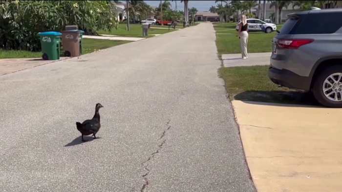 Duck terrorizes Florida neighborhood, sending 1 to hospital Duck terrorizes Florida neighborhood, sending 1 to hospital