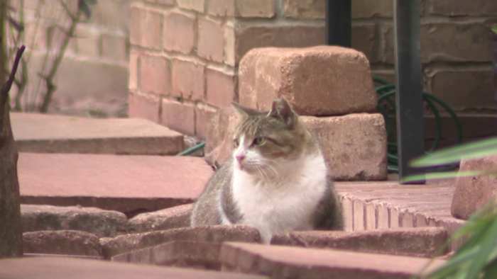 Cypress neighbors frustrated by feral cats as county program aims for long-term solution