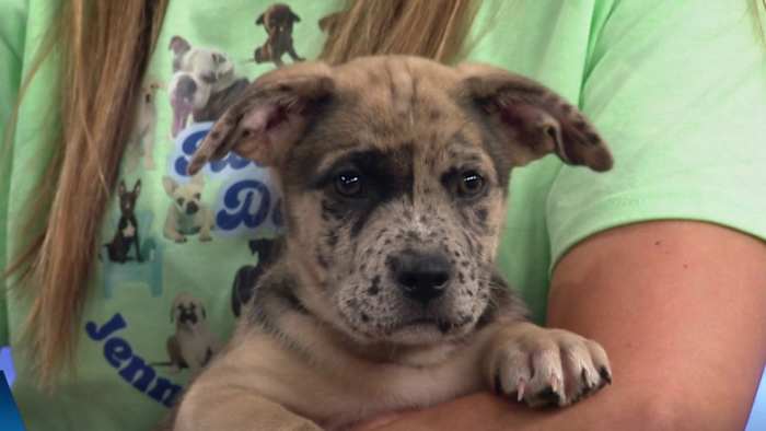 Clear the Shelters: Jenni's Rescue Ranch in Alvin has puppies & mama ...