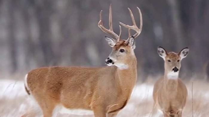 How MSU’s deer vaccine capsules could curb black-legged ticks in Michigan How MSU’s deer vaccine capsules could curb black-legged ticks in Michigan