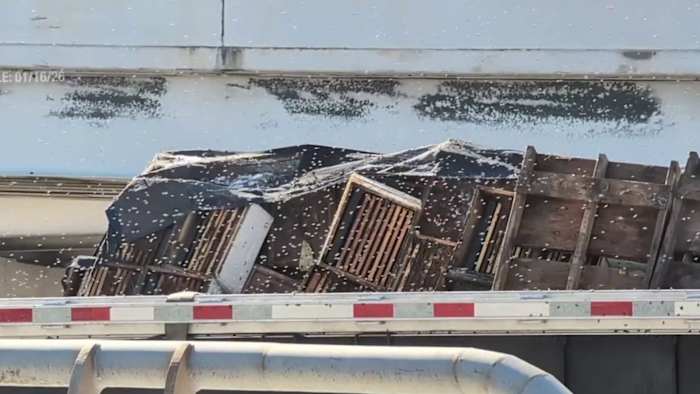 Load of bees spilled during crash on I-35 likely headed to California, expert says