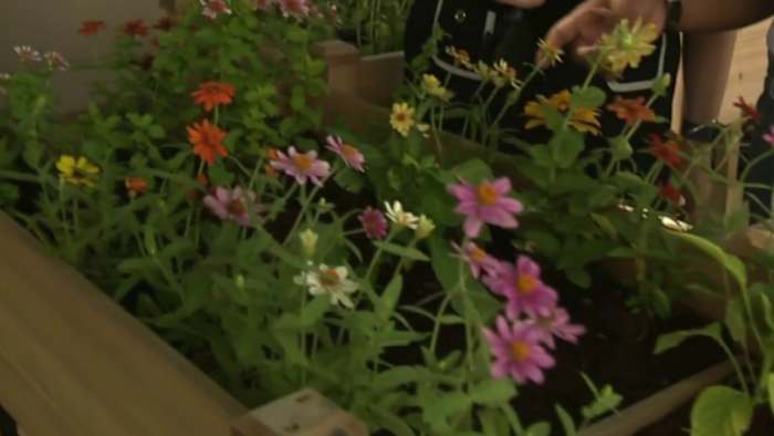 Inclusive gardening takes root in San Antonio with new project Inclusive gardening takes root in San Antonio with new project