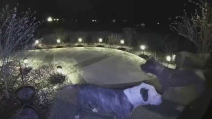 Jogger seriously injured after being attacked by dogs in Plymouth Township