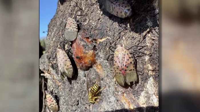 How removing the invasive Tree of Heaven can prevent spotted lanternfly infestations – WSLS