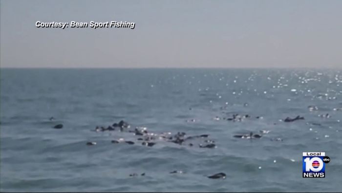 South Florida fisherman helps save vultures stranded over Gulf of Mexico