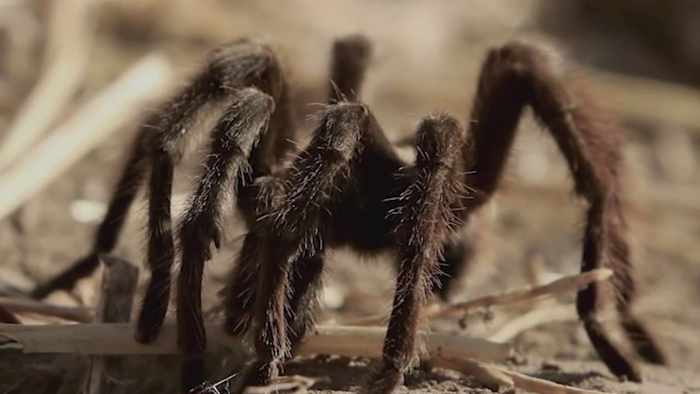 Texas Tarantulas Emerge: Nature's Gentle Giants Mate