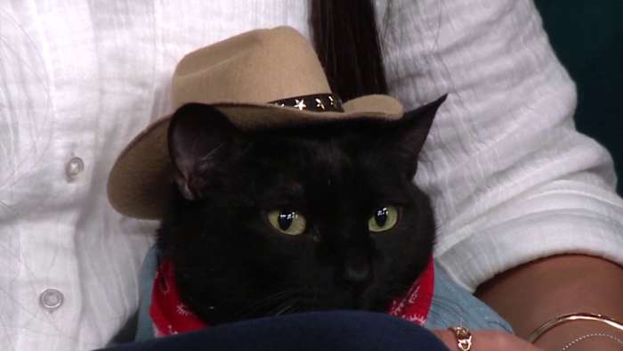 Wellness tips every cat owner should know with cat-fluencer Mersha the Mini Panther