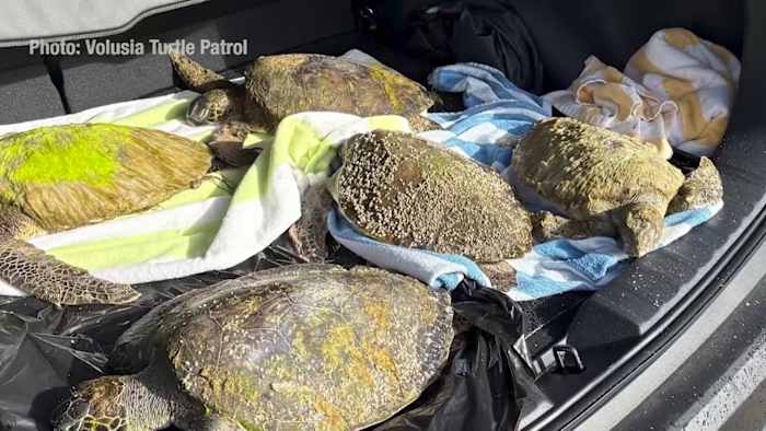 Volusia County sea turtle rescues surge as animals wash ashore. How you can help