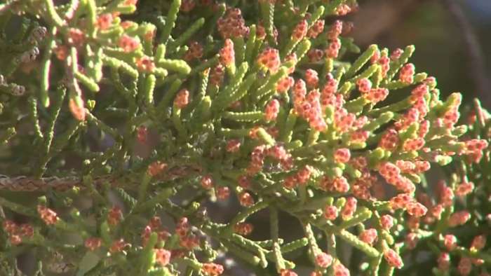 Mountain cedar approaching its peak This site asks for consent to use your data