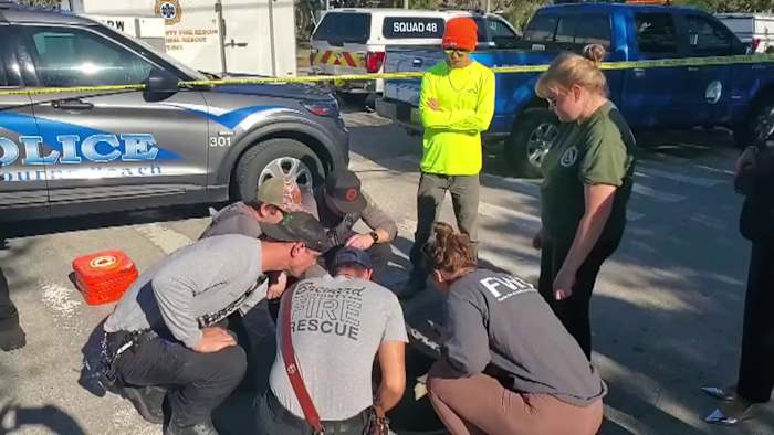 Manatee trapped in storm drain beneath road in Brevard County