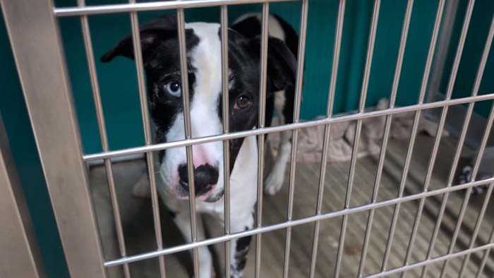 San Antonio Pets Alive! Issues Urgent Appeal for Spring Break Puppy Fosters