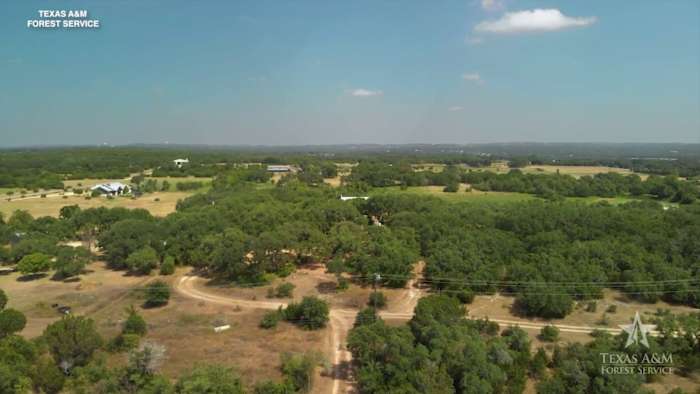 Oak wilt season underway in Central Texas: How to spot it, stop it and receive federal assistance