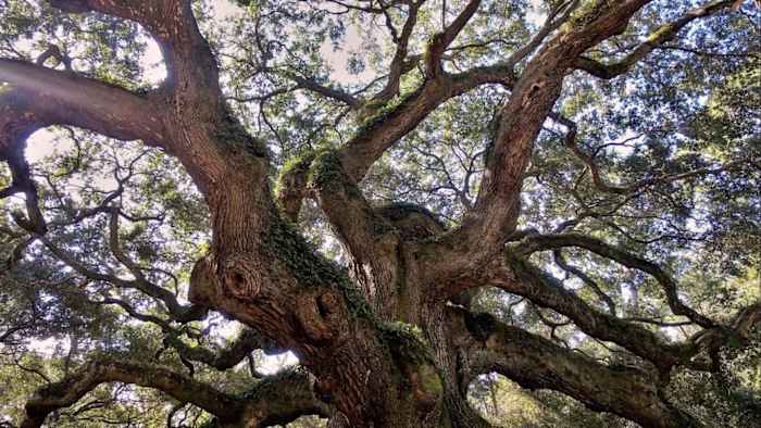 Central Florida gearing up for rise in pollen. Here’s why
