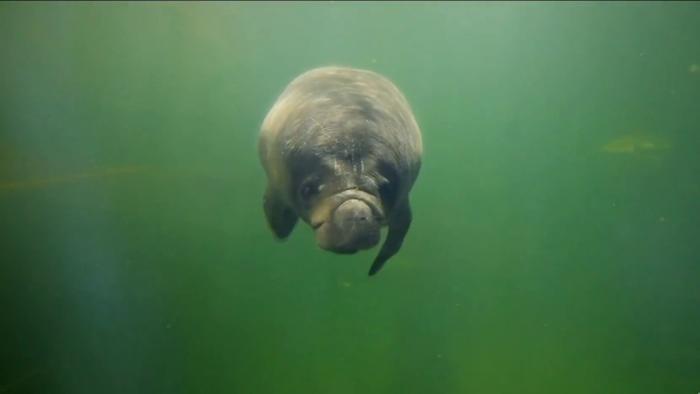 Spike in Manatee Deaths Linked to Pollution, Strikes