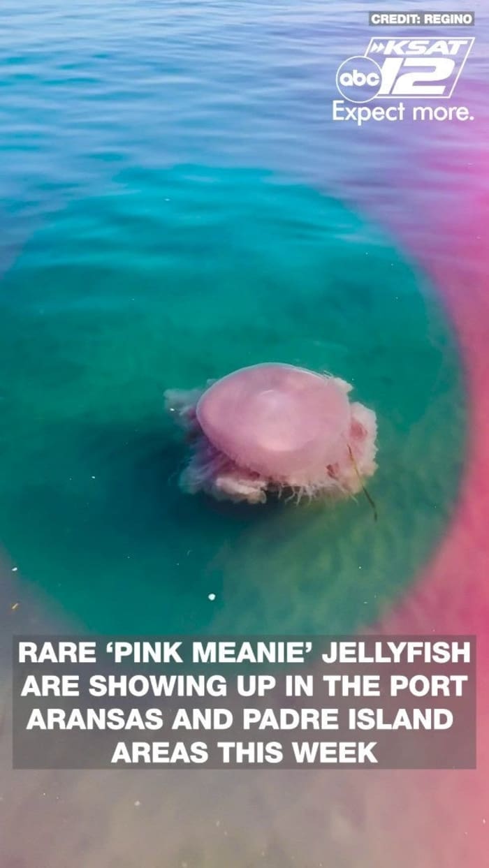 Pink meanie' jellyfish spotted near Port Aransas, Padre Island