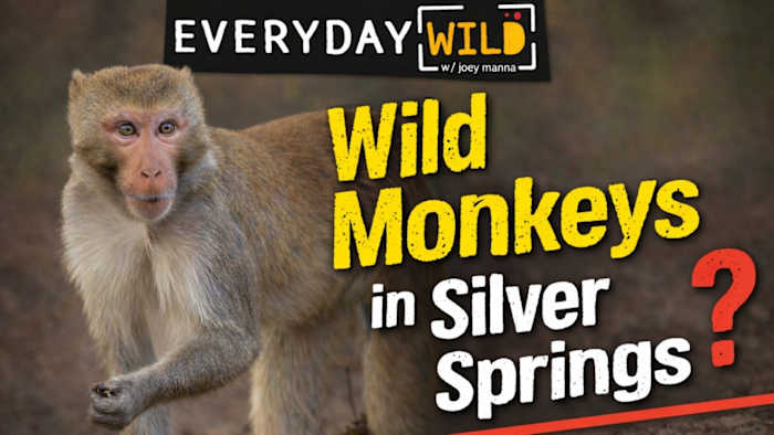 🐒Monkey business at Silver Springs: The search for Florida’s wild macaques