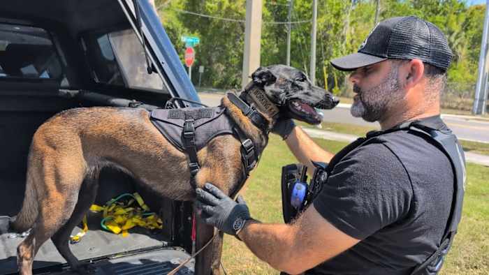Could hidden mold in your home be making you sick? This Orlando K-9 is on the case