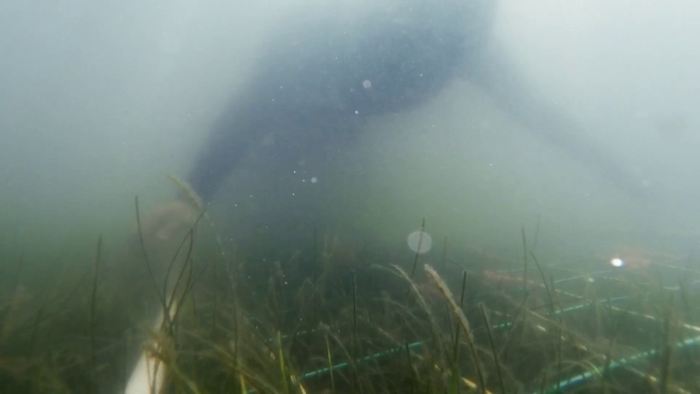 Indian River Lagoon seagrass rebound offers encouraging sign for Edgewater waters