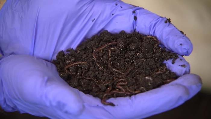 Central Florida startup transforms plastic bags into farm fertilizer using worms