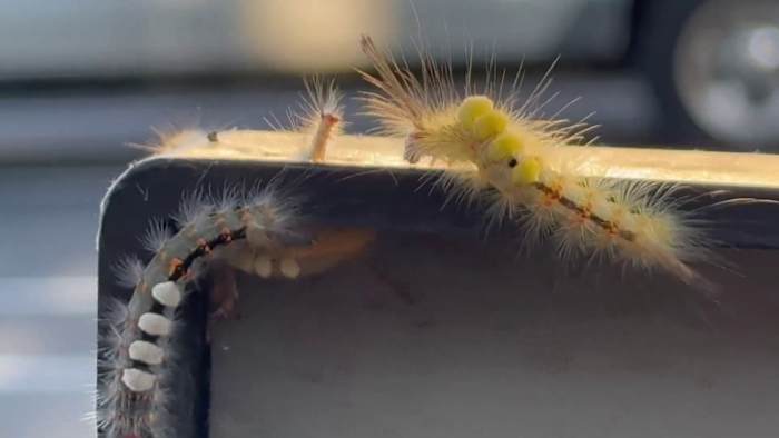 Experts Warn: Don’t touch these fuzzy Florida bugs! What you need to know about the Tussock moth caterpillar