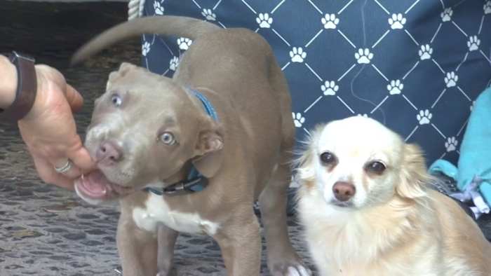 Dogtopia of Jacksonville Beach Blvd Passion 4 Pets adoption event matches 30 dogs with new families