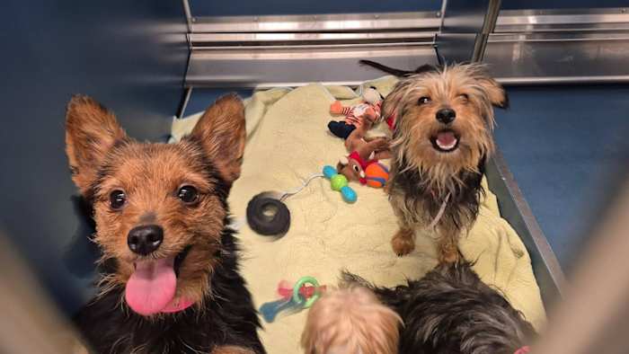 More than 40 dogs found in ‘deplorable conditions’ in Detroit now ...