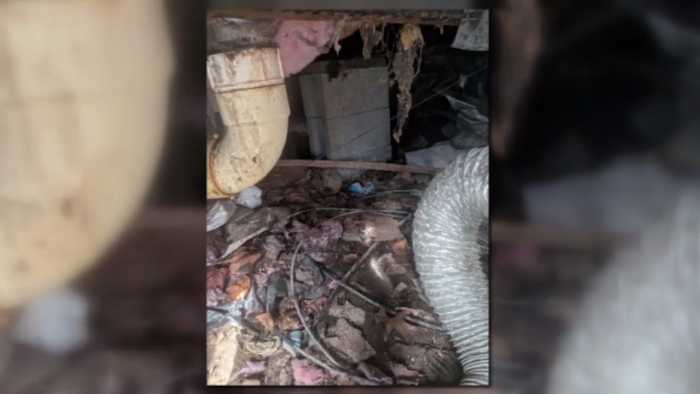 Auburn Hills Family Links Black Mold Exposure to Nearly 100 Doctor Visits
