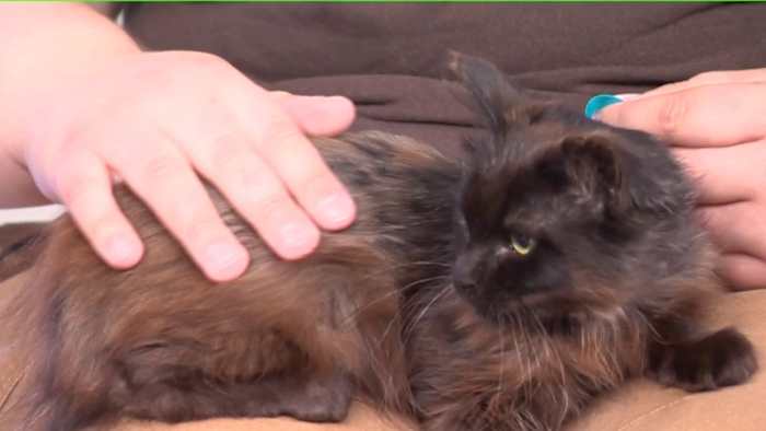 A closer look at Human Handling Leukemia In Cats