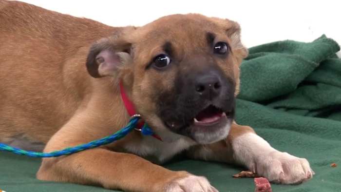 Michigan Humane expands Canine Sleepover Program