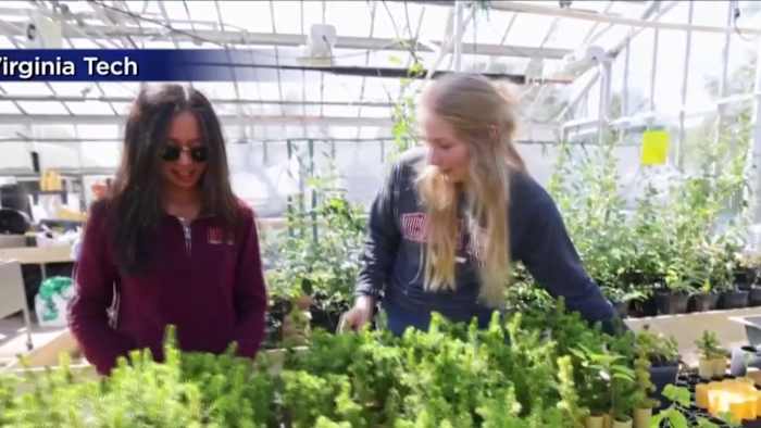 How a Virginia Tech graduate student is helping support a dwindling Southern Appalachia species