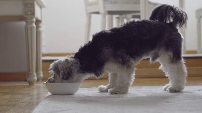What really is in your dog’s food? Consumer Reports has some answers ...
