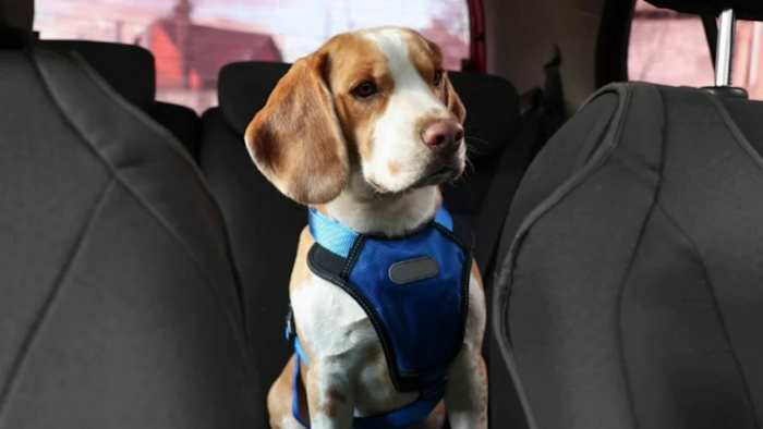 Hot car warning & other safety tips for traveling with children, pets during spring, summer vacation Hot car warning & other safety tips for traveling with children, pets during spring, summer vacation