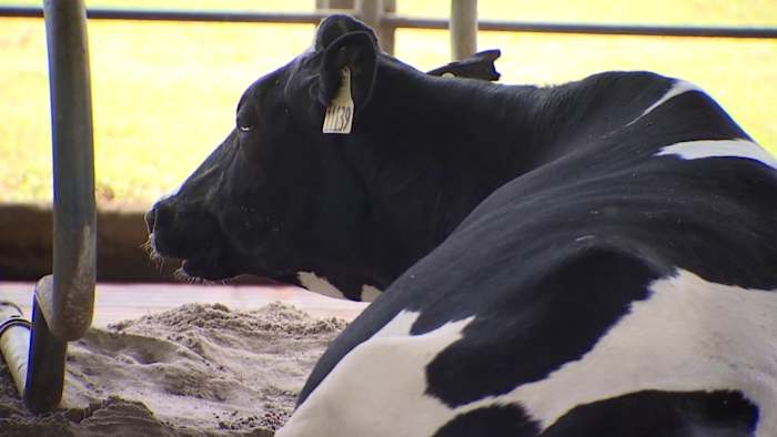 Better feed, fewer burps: UF dairy tackles climate change