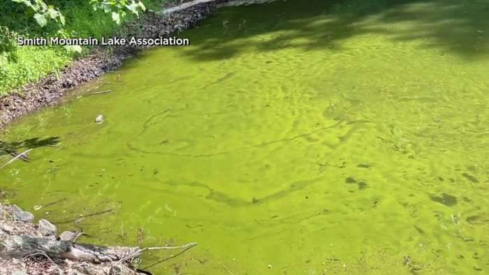 Smith Mountain Lake & Beyond: Virginia Shifts Approach to Harmful Algal Bloom Testing