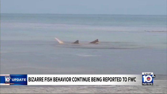 Emergency response initiated as sawfish deaths rise to 28 in Florida Keys