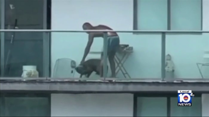 Trainer condemns Miami man after viral video shows apparent dog abuse