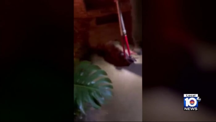 Florida woman attacked by 30 pound raccoon inside her home - Vimarsana News