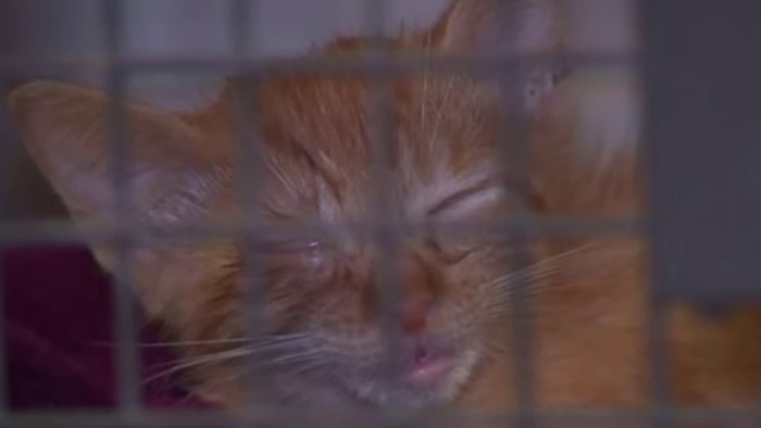 Cat virus puts pause on some Central Florida animal shelters thumbnail