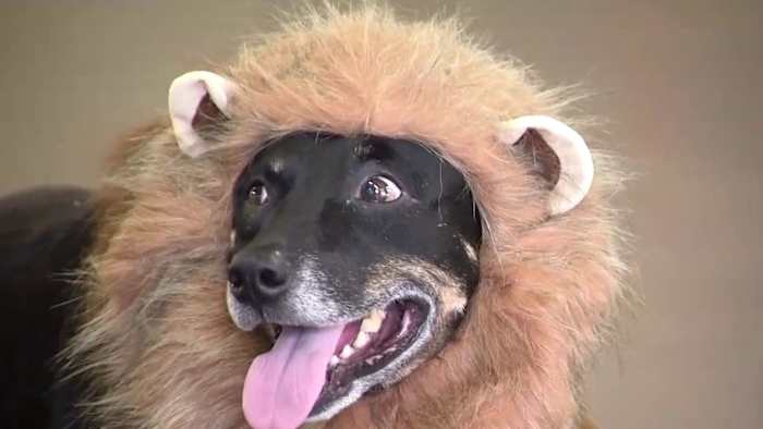 Costume safety while dressing your pets for Halloween Costume safety while dressing your pets for Halloween