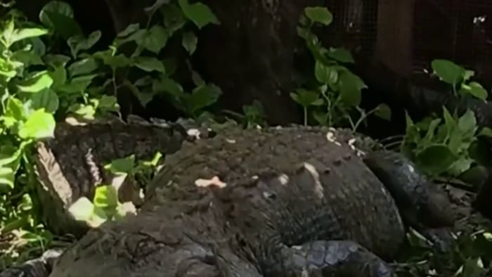 Dogs alert homeowner to 11-foot, 500-pound gator in Florida backyard