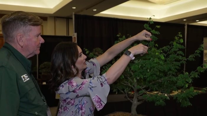 Houston Bonsai Society hosting 'Bonsai on the Bayou: An International Convention' - Vimarsana News
