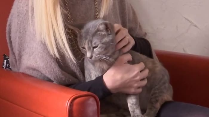 What to know for your pets ahead of the solar eclipse - Vimarsana News