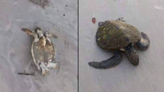 Science center says upside-down sea turtle found by Florida beachgoers survives