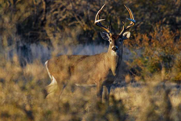 <a href="https://www.ksat.com/news/local/2026/05/22/new-braunfels-man-faces-74-charges-after-illegally-killing-white-tailed-bucks-tpwd-says/" target="_blank">New Braunfels man faces 74 charges after illegally killing white-tailed bucks, TPWD says</a>