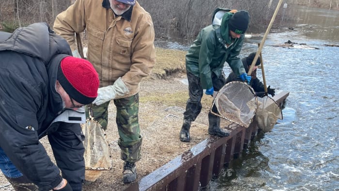 Michigan DNR stocks large trout in Southeast Michigan: What to know