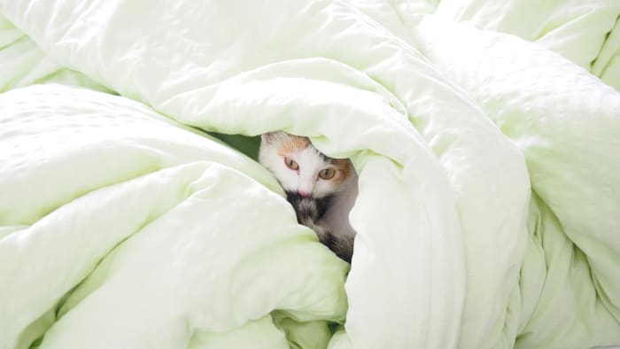 This is the trick you need for tackling duvets🦄 - KPRC Click2Houston This is the trick you need for tackling duvets🦄 - KPRC Click2Houston