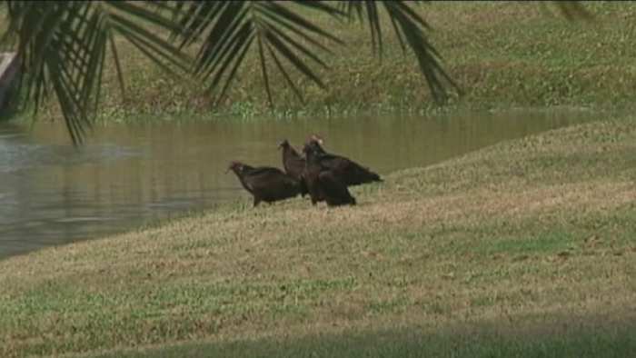 Brenham, Texas, to Use Pyrotechnics Against Nuisance Vultures